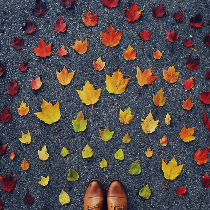 Autumn leaves in a circle representing growth, change and life transitions